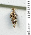 Minor beetle 115658533