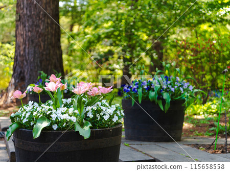 Spring flower bed 115658558