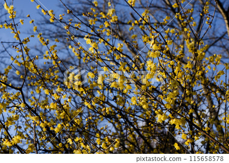 洛白花 洛白花 115658578