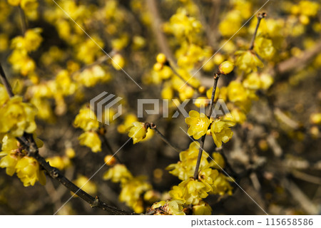 洛白花 115658586