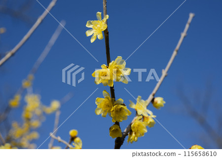 Lobai flower Lobai flower 115658610