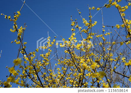 Lobai flower Lobai flower 115658614
