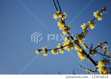 洛白花 115658616