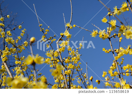 洛白花 115658619
