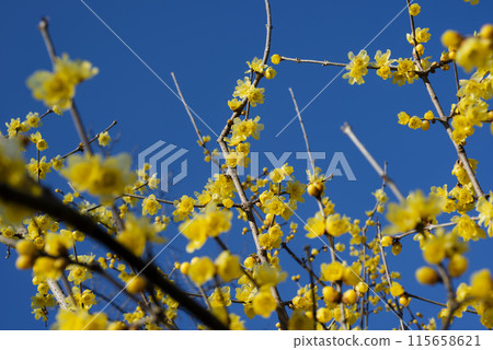 洛白花 115658621