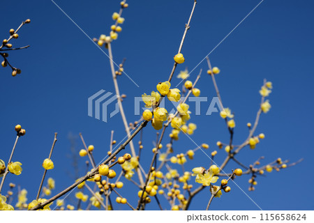 洛白花 115658624