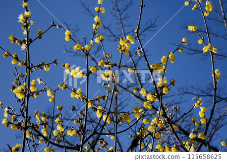 洛白花 115658625