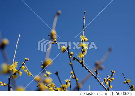 洛白花 115658626
