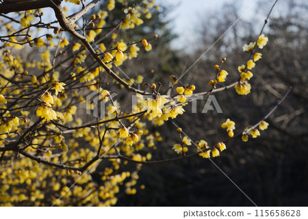 洛白花 115658628