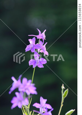 The pretty purple flowers of Delphinium 115658654