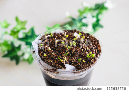 Leaf lettuce grown hydroponically in plastic cups 115658756
