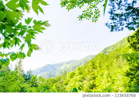 Fresh green mountains and leaves 115658768