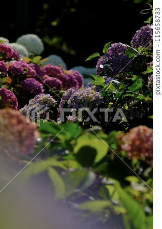 Bouquet-like hydrangeas blooming on a clear day during the rainy season 115658783