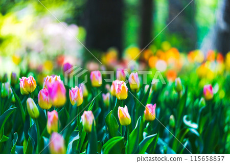 Colorful tulips Colorful tulips 115658857