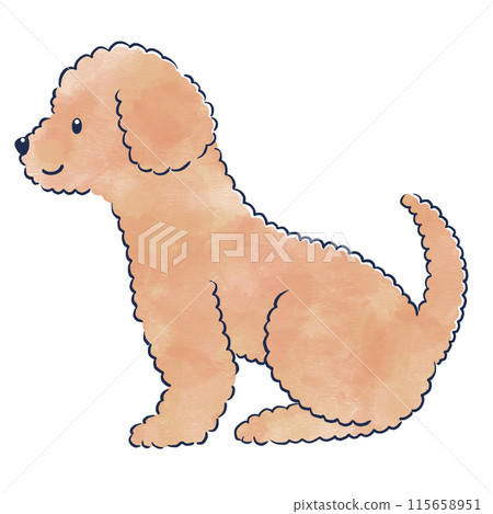 Watercolor hand-drawn illustration of a sitting sideways toy poodle 115658951