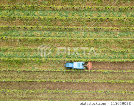 Beautiful vineyards at sunset in Urla, izmir. High quality photo 115659028