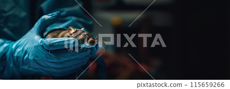 Small experimental mouse is on the laboratory researcher's hand or cage. Concept - laboratory animals, testing drugs, vaccines. Research on laboratory animals 115659266