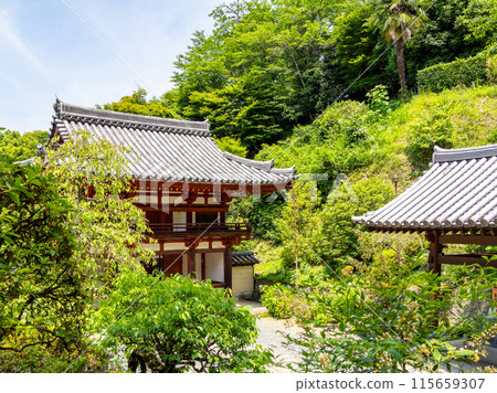 [Nara Prefecture] Asuka Village, Okadera (photographed on June 11, 2024) 115659307