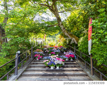 [Nara Prefecture] Asuka Village, Okadera (photographed on June 11, 2024) 115659309