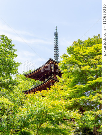 [奈良縣] 岡寺飛鳥村（2024年6月11日拍攝） 115659310