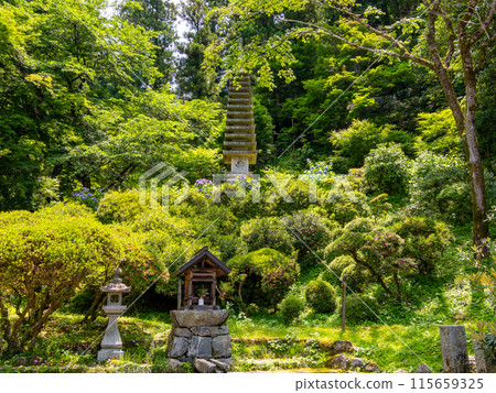 [Nara Prefecture] Asuka Village, Okadera (photographed on June 11, 2024) 115659325