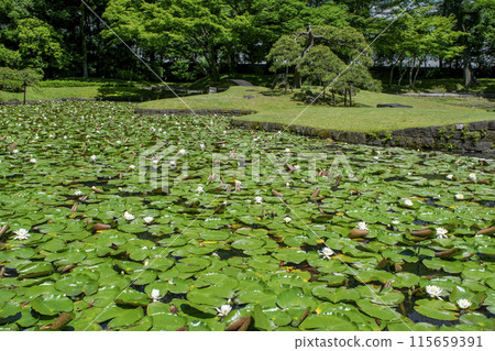 Koishikawa Korakuen, Tokyo Karamon Pond (Inner Garden) and Water Lilies National Special Historic Site Koishikawa Korakuen, Tokyo Karamon Pond (Inner Garden) and Water Lilies National Special Historic Site 115659391