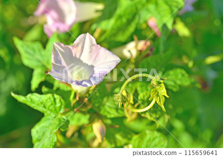 植物: 牽牛花、旋花科植物 植物: 牽牛花、旋花科植物 115659641