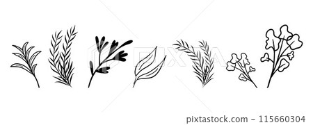 Black Vector Herbs greenery. Parsley, bay leaf, rosemary, dill, basil, mint, lemongrass, melissa tea Black Vector Herbs greenery. Parsley, bay leaf, rosemary, dill, basil, mint, lemongrass, melissa tea 115660304