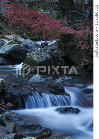 Autumn leaves and mountain streams Autumn leaves and mountain streams 115660319