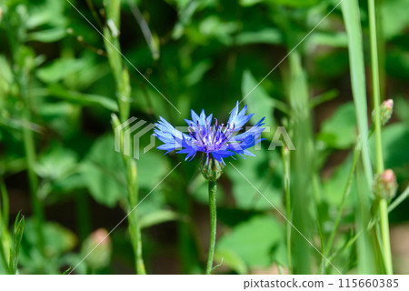Close-up of cornflower bud on the background of blurred green foliage. Close-up of cornflower bud on the background of blurred green foliage. 115660385