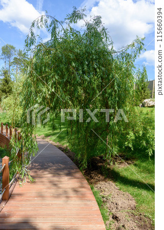 The wooden eco-trail for the walk passes under a willow tree. 115660394