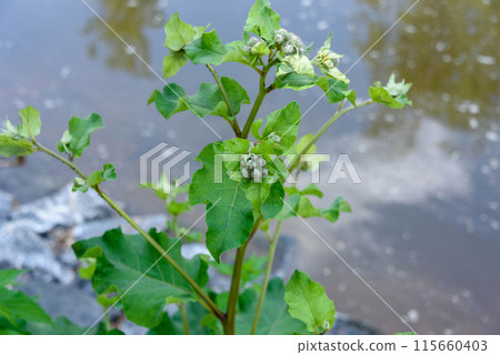 A wild burdock bush above a body of water in the park. 115660403