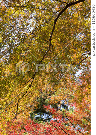 一根樹枝穿過秋葉 115660456