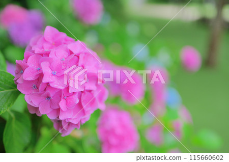 六月公園裡盛開的粉紅色繡球花 — 雨季圖像 六月公園裡盛開的粉紅色繡球花 — 雨季圖像 115660602