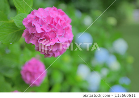 Pink hydrangeas blooming in a park in June - a rainy season image Pink hydrangeas blooming in a park in June - a rainy season image 115660611