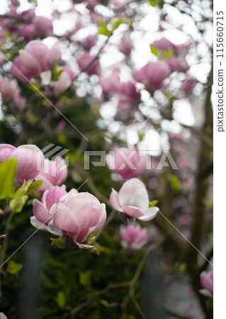 Happy successful European businessman makes a phone call on smartphone, talking and smiling outdoors sits at city cafe on city street outside.  115660715