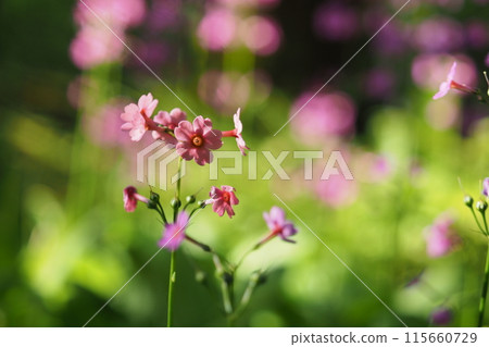 Close-up of Japanese primrose flower 115660729