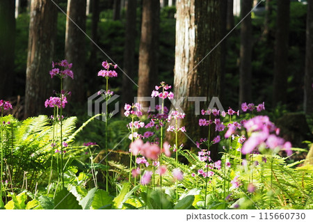 Trees and Primrose flowers 115660730