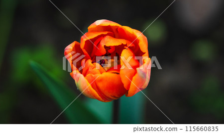 Aerial view of tulips 115660835
