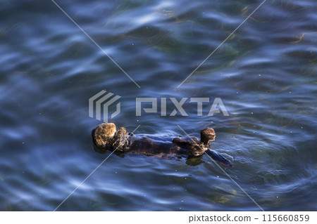 sea otter floating in the sea 115660859