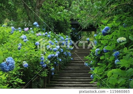 Meitetsuin的繡球花 Meitetsuin的繡球花 115660865