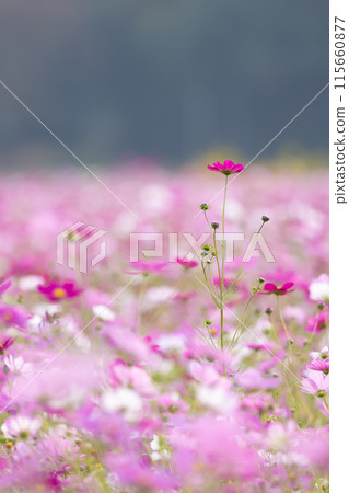 宇宙在風中搖曳 115660877