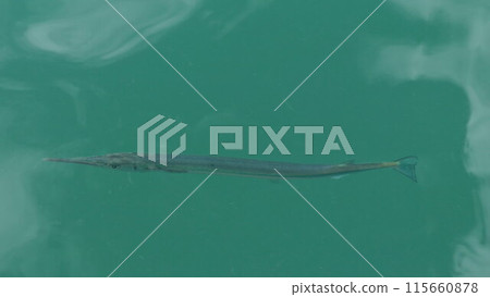 Long and slender fish swimming in greenish water in slow motion 115660878