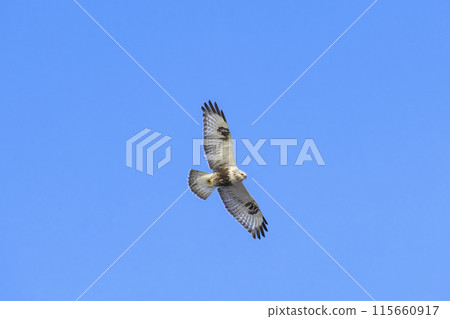 Short-toed Hawk in Flight 115660917