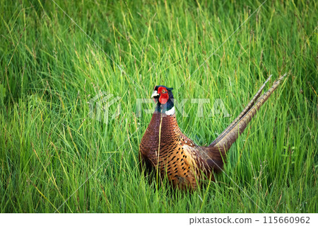 Beautiful colorful pheasant in the grass 115660962