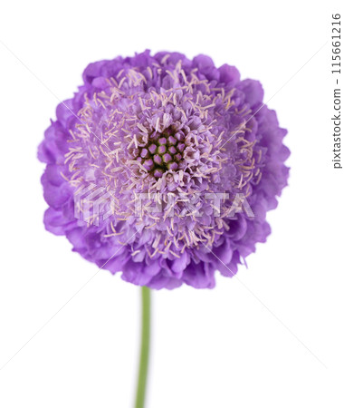 Scabious flower isolated on white background. Knautia arvensis. Purple double flower of scabiosa. Scabious flower isolated on white background. Knautia arvensis. Purple double flower of scabiosa. 115661216