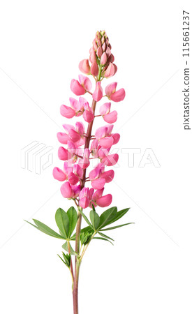 Pink lupine flower isolated on white background. Bunch of colorful lupines, spring flower. Pink lupine flower isolated on white background. Bunch of colorful lupines, spring flower. 115661237