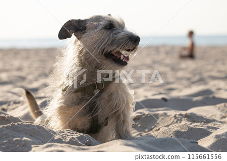 Happy Scruffy Dog on Sandy Beach Happy Scruffy Dog on Sandy Beach 115661556