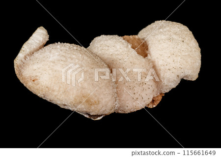 Macro stone mordenite mineral on a black background 115661649