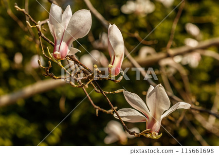 beautiful magnolia flowers with water droplets 115661698